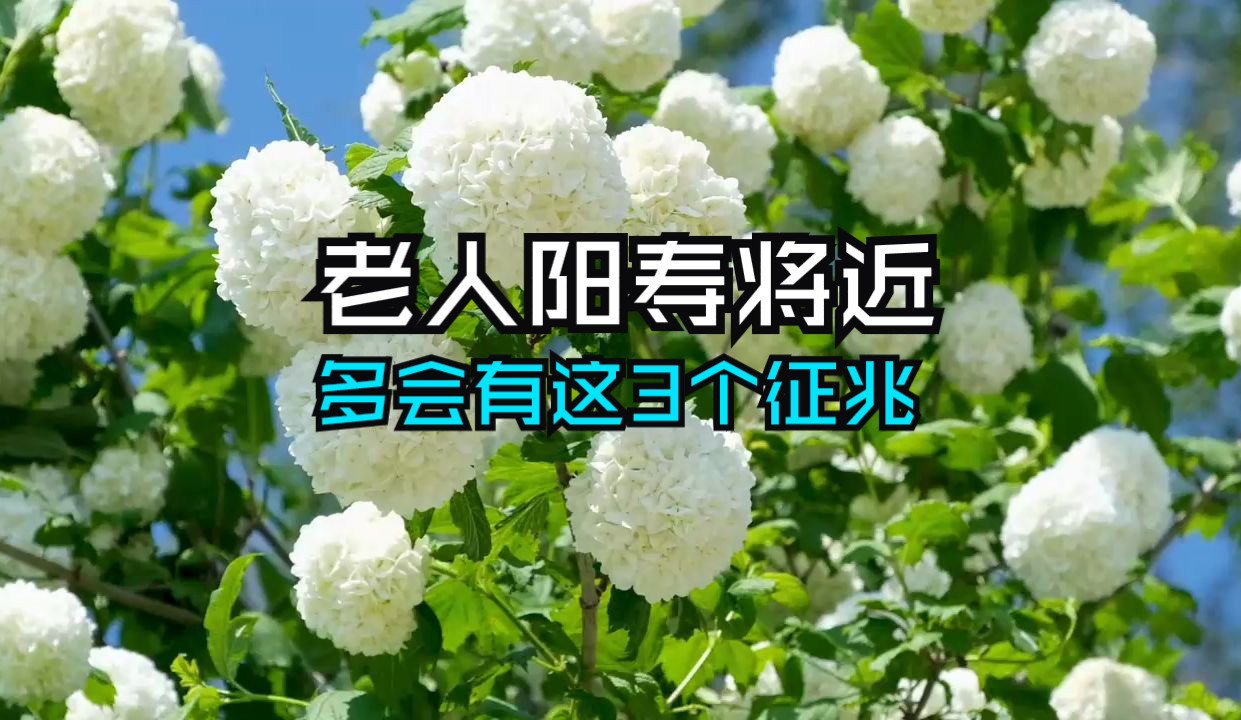 老人阳寿将尽时,大多会有这3个征兆哔哩哔哩bilibili