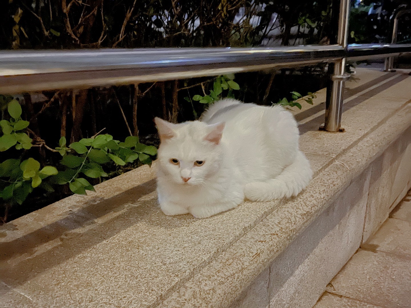 ⚡白猫背影杀!在绿植环绕的小路上散步⚡