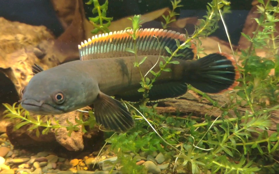 火背雷龙鱼极品人工苗