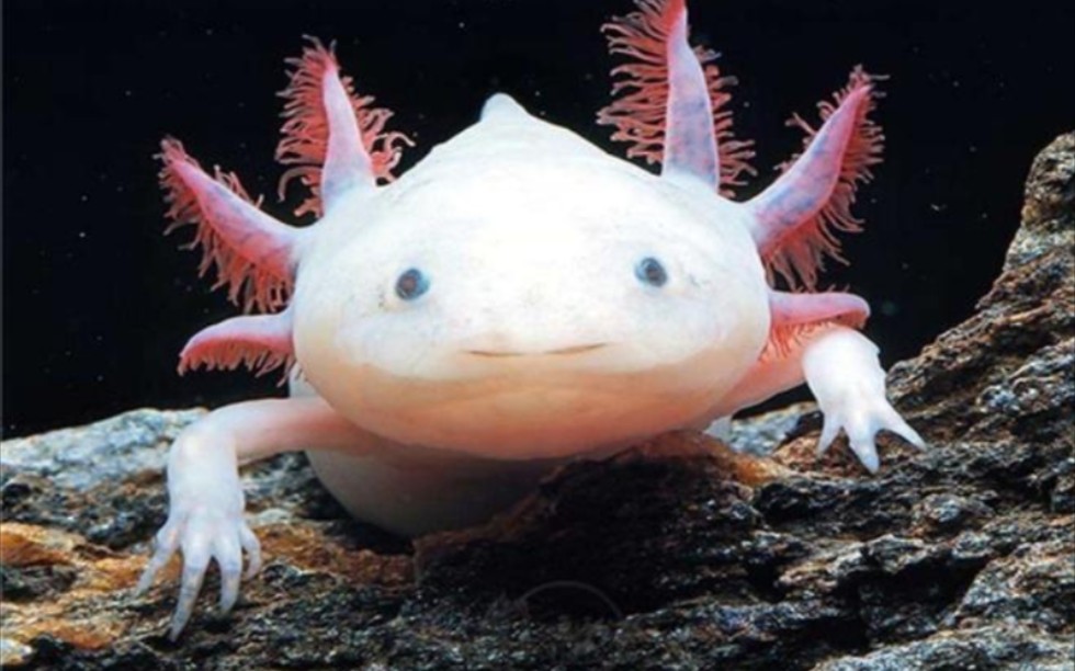 又买了两条小六角龙