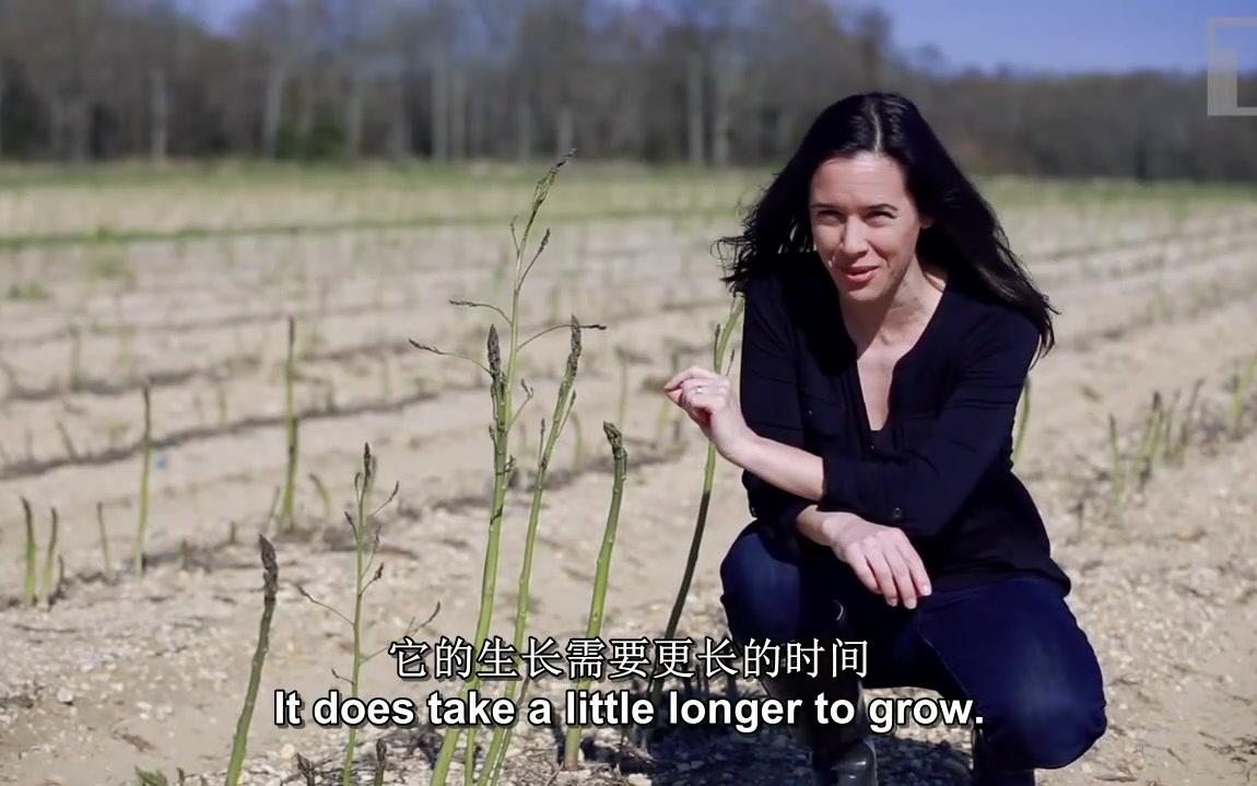 【农业纪录片】ASPARAGUS芦笋  How Does it Grow怎么种的?哔哩哔哩bilibili