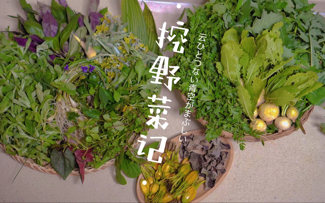 [图]2022春之沉浸式踏青挖野菜(荠菜，鼠曲草，繁缕，马兰头，血皮菜，野油菜，萝卜，藠头，苦荬菜，地丁，车前草，木耳，鱼腥草)｜偶遇的早春桃花