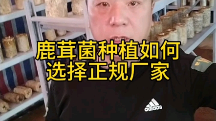 鹿茸菌种植如何选择正规厂家哔哩哔哩bilibili