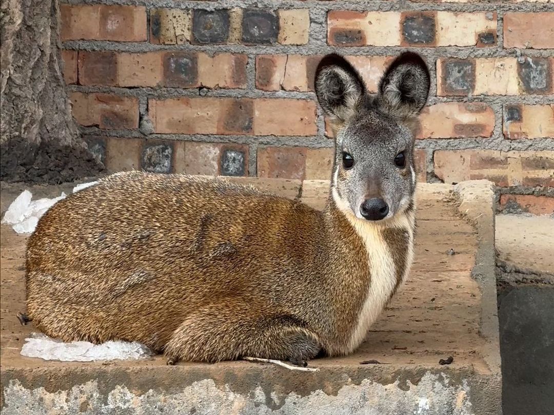 锦瑞德林麝养殖日常