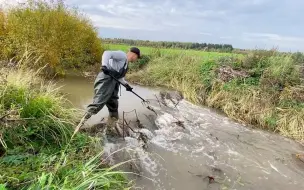 Download Video: 清除河道拆河狸坝｜又一次被拆家