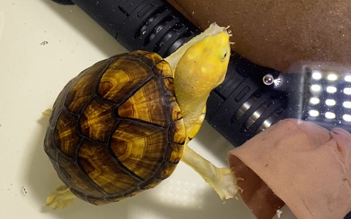 白唇蛋龟的晚餐