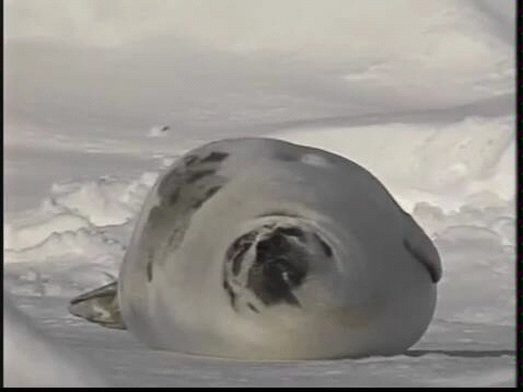 海豹 一只竖琴海豹的诞生 哔哩哔哩 Bilibili