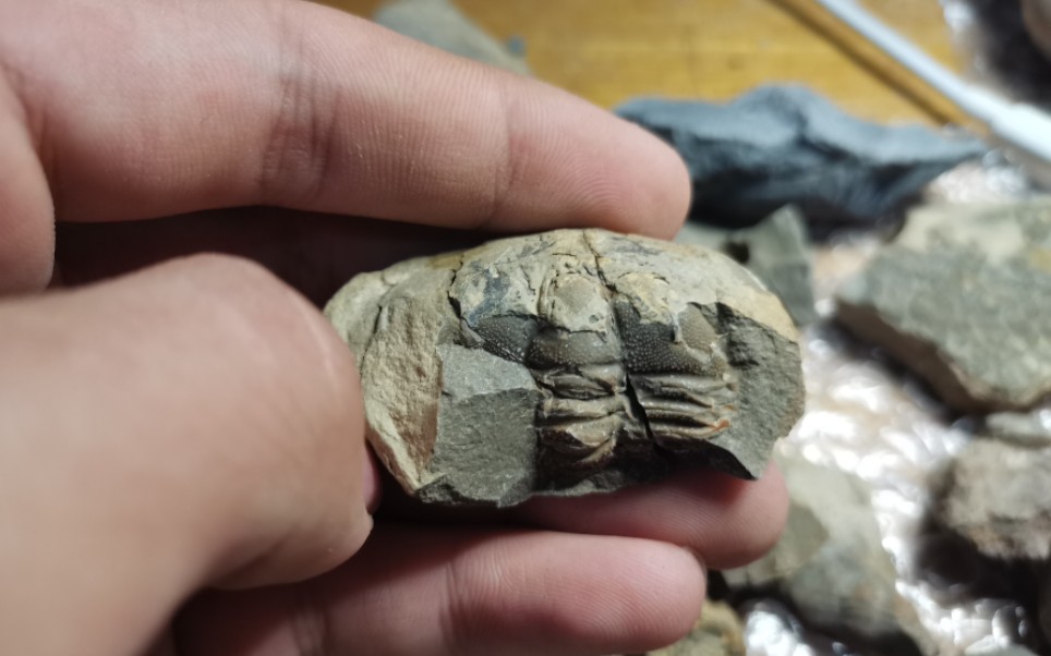 化石说之手贱害死人瞎敲结核竟然遇到德氏虫整虫后悔死