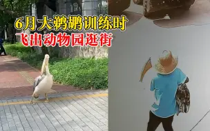 Descargar video: 鹈鹕训练时飞出动物园逛街，动物园：本想训练它展示飞翔的姿态