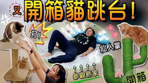 鱼乾 原来猫跳台是消耗品 来开箱两种跳台与新家 哔哩哔哩 つロ干杯 Bilibili 鱼乾 原来猫跳台是消耗品 来开箱两种跳台与新家 哔哩哔哩 つロ干杯 Bilibili