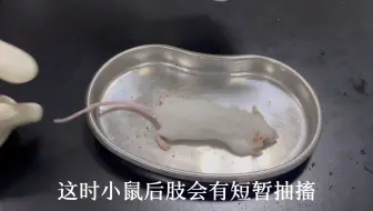 小鼠的抓取、处死及解剖