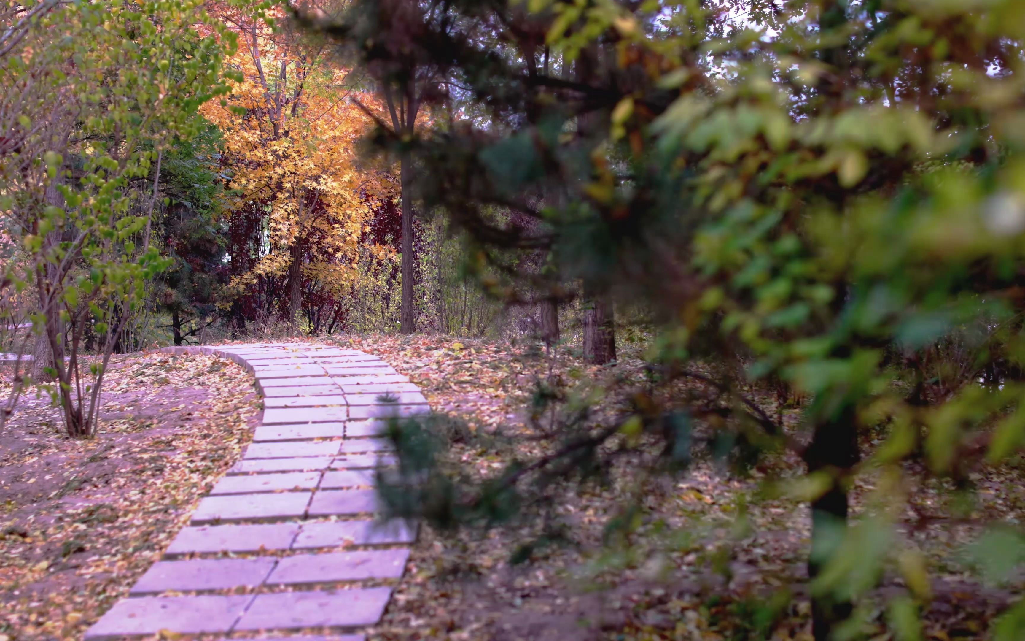 佳能 eos r6,随手拍拍小公园黄叶