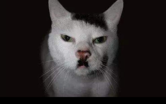 当我给元首测颜值