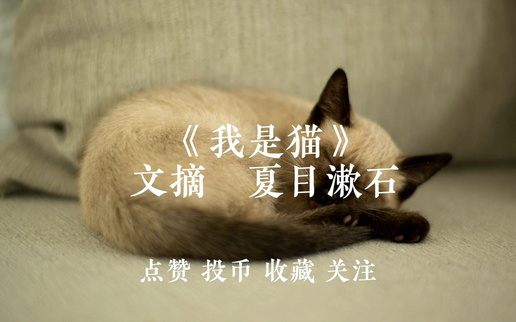 《我是猫》文摘‖“所谓人类,是一种自讨苦吃的动物.”哔哩哔哩bilibili