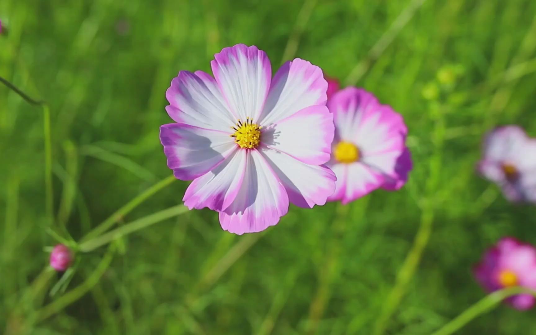 空镜头视频 花朵阳光鲜艳植物 素材分享哔哩哔哩bilibili