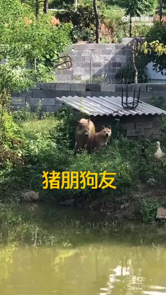 猪朋狗友的讽刺图片图片