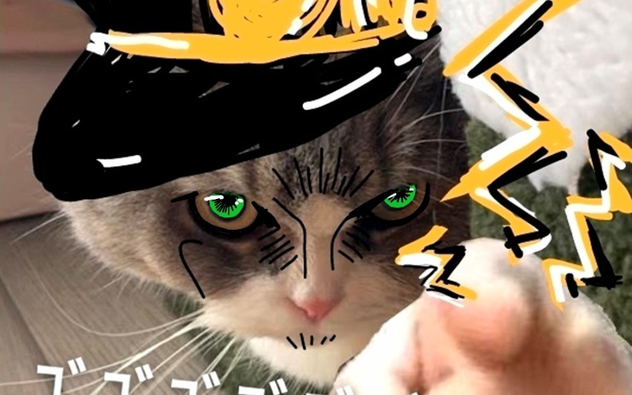 关于我的猫变成空条承太郎的那件事_哔哩哔哩_bilibili