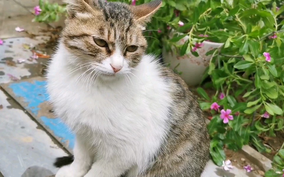 狸花猫小野猫爱的抱手杀