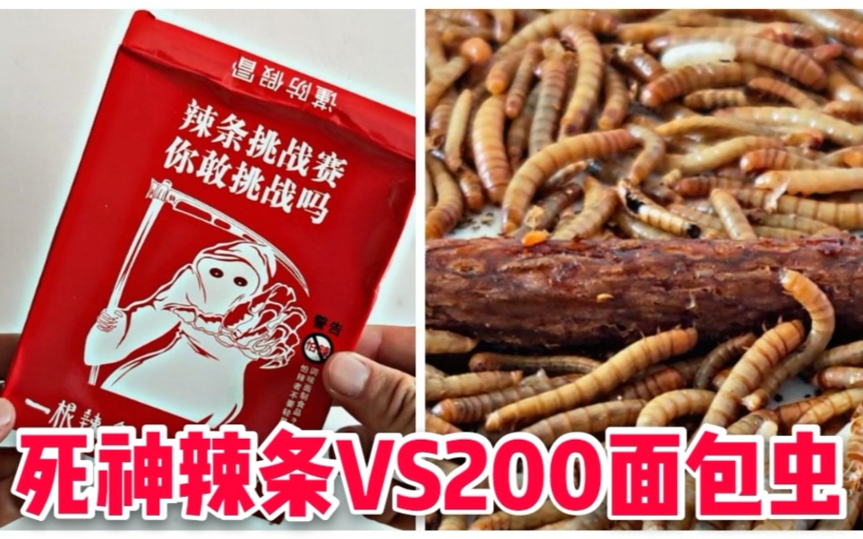 死神辣条挑战200条面包虫一根死神辣条面包虫能否挑战成功