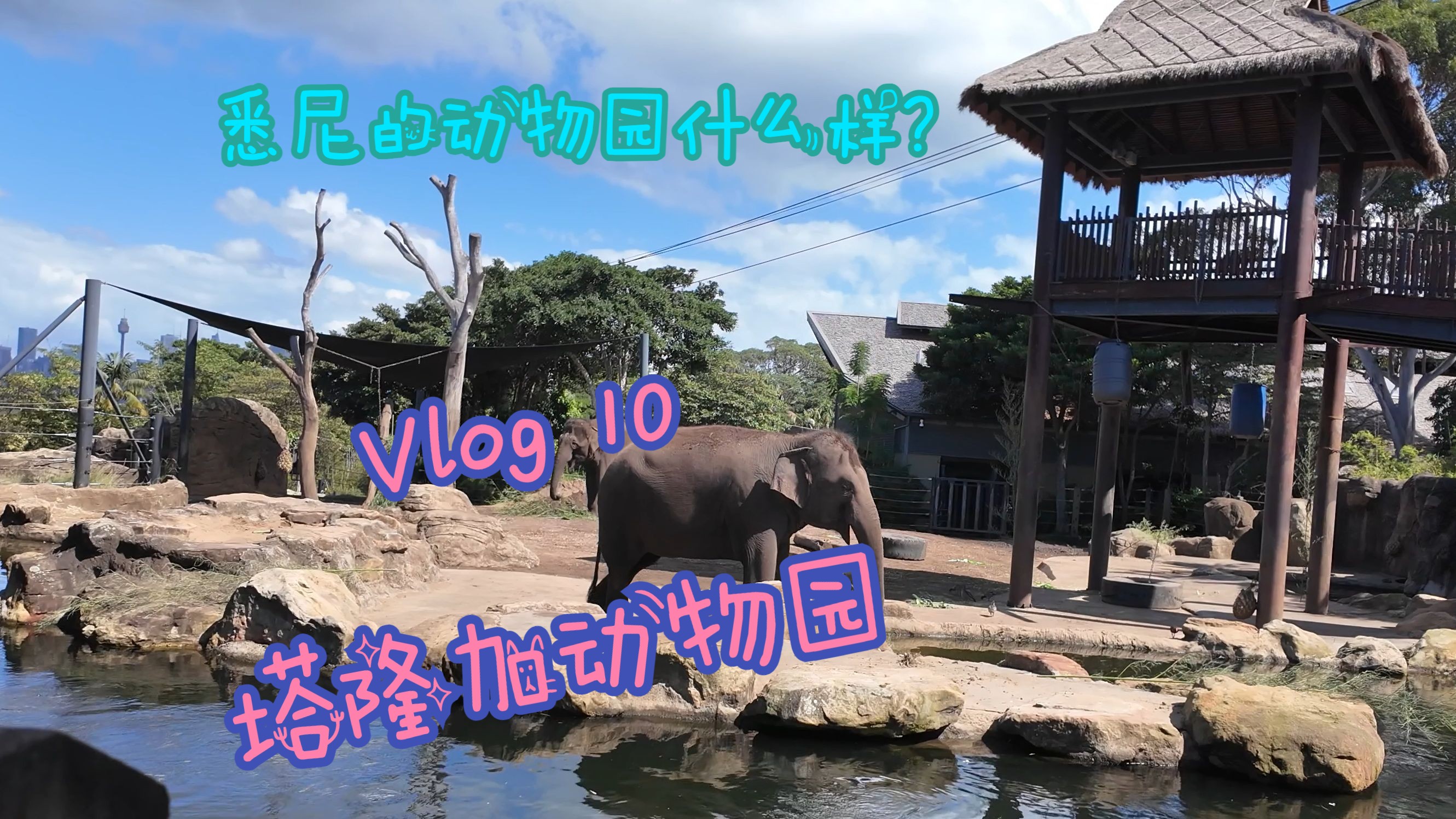 塔隆加动物园vlog(内有正片)