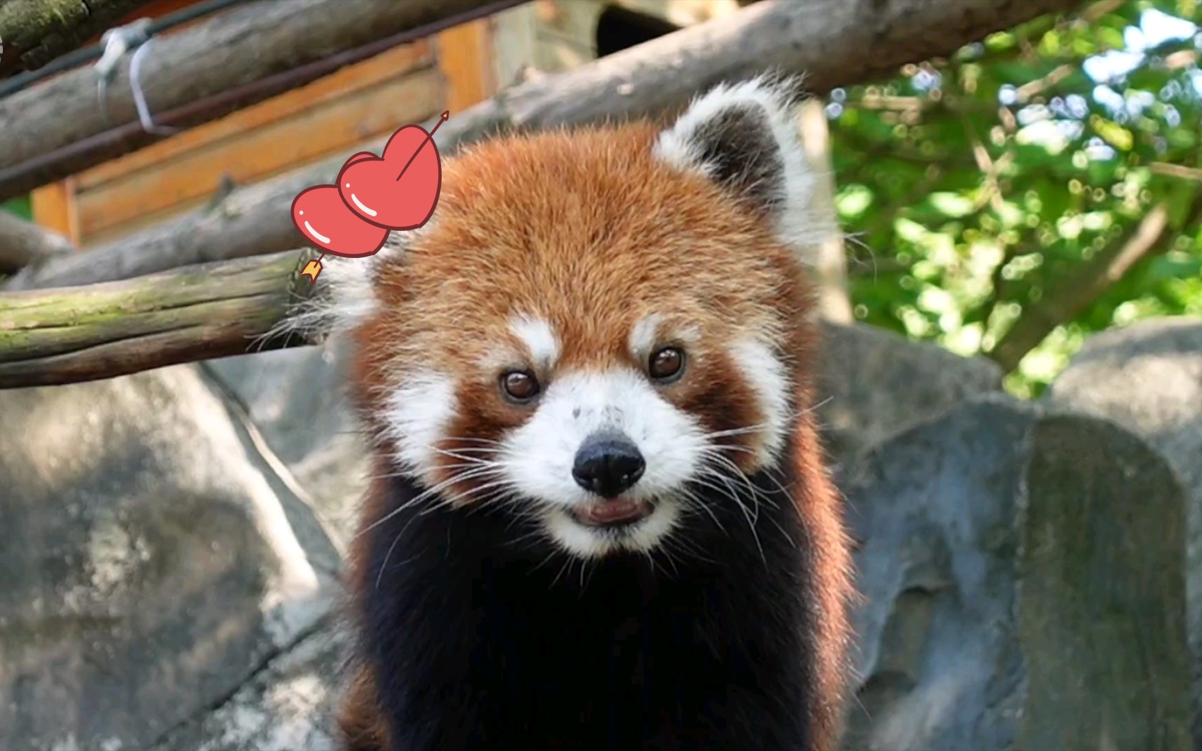 【一只耳】耳仔看过来!虽然掉毛掉成了圆耳朵小熊仔