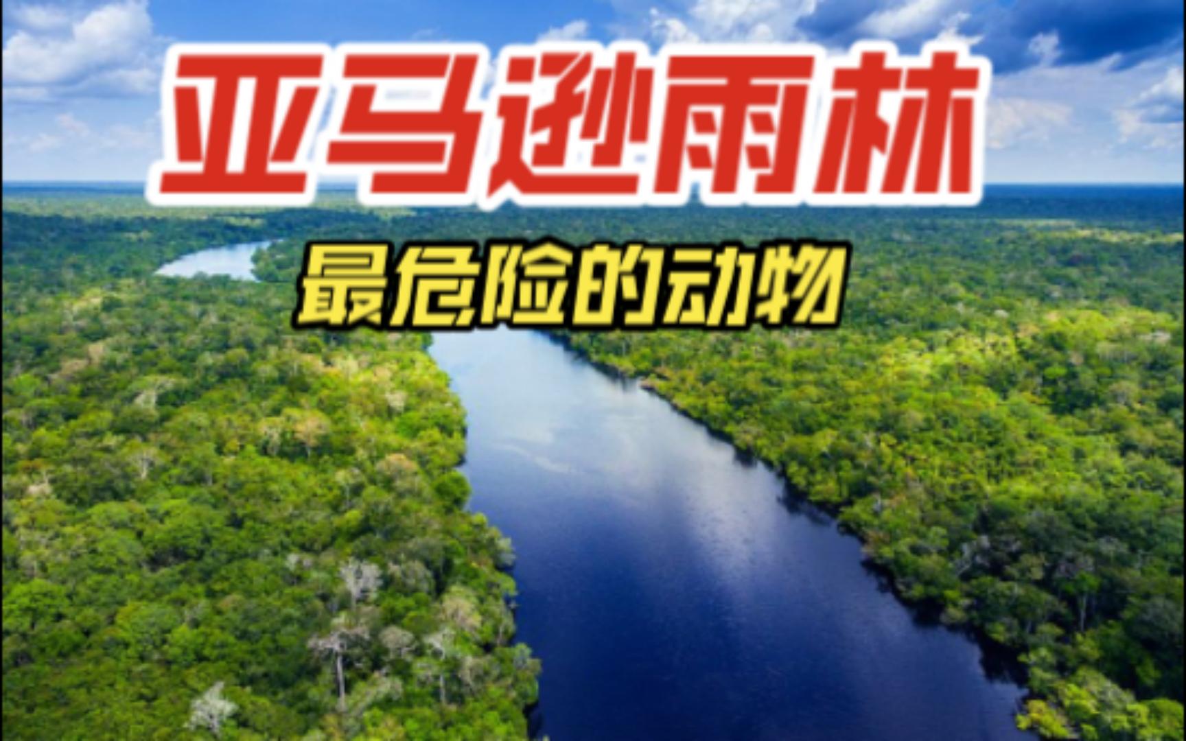 亚马逊热带雨林中排名第10-7名最危险的动物