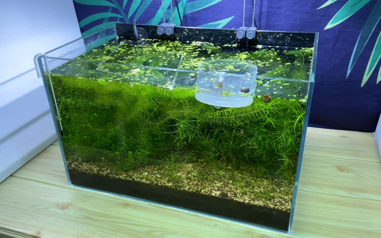 这缸9个月没整理了,约运行490天三无草缸更新