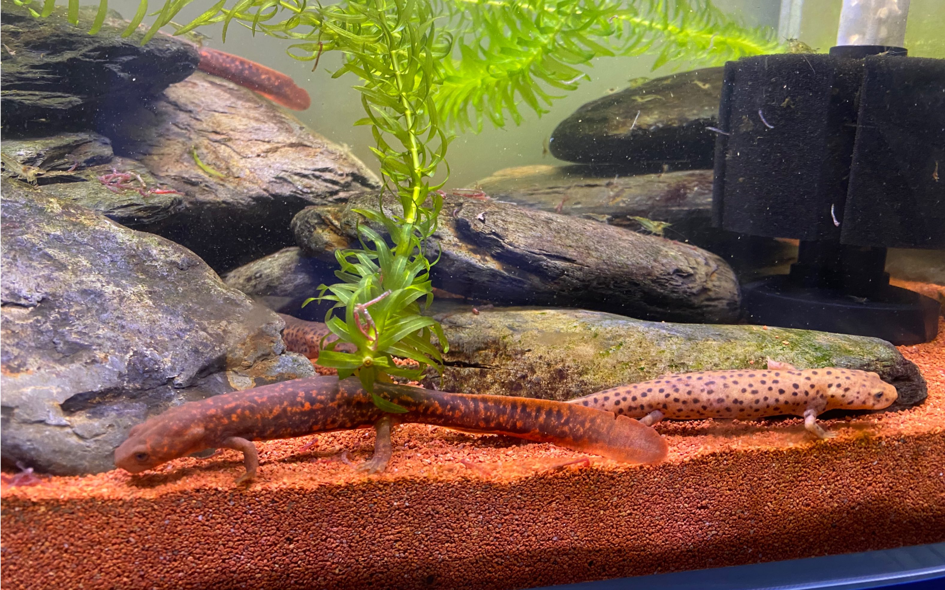 【蝾螈】肥螈喂食