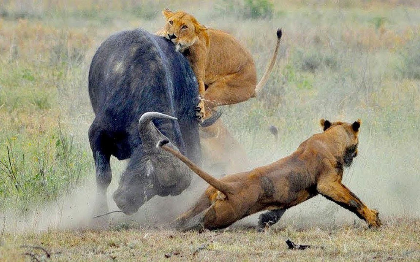 野牛对狮子的宣战,你若动我同伴,我必要你好看