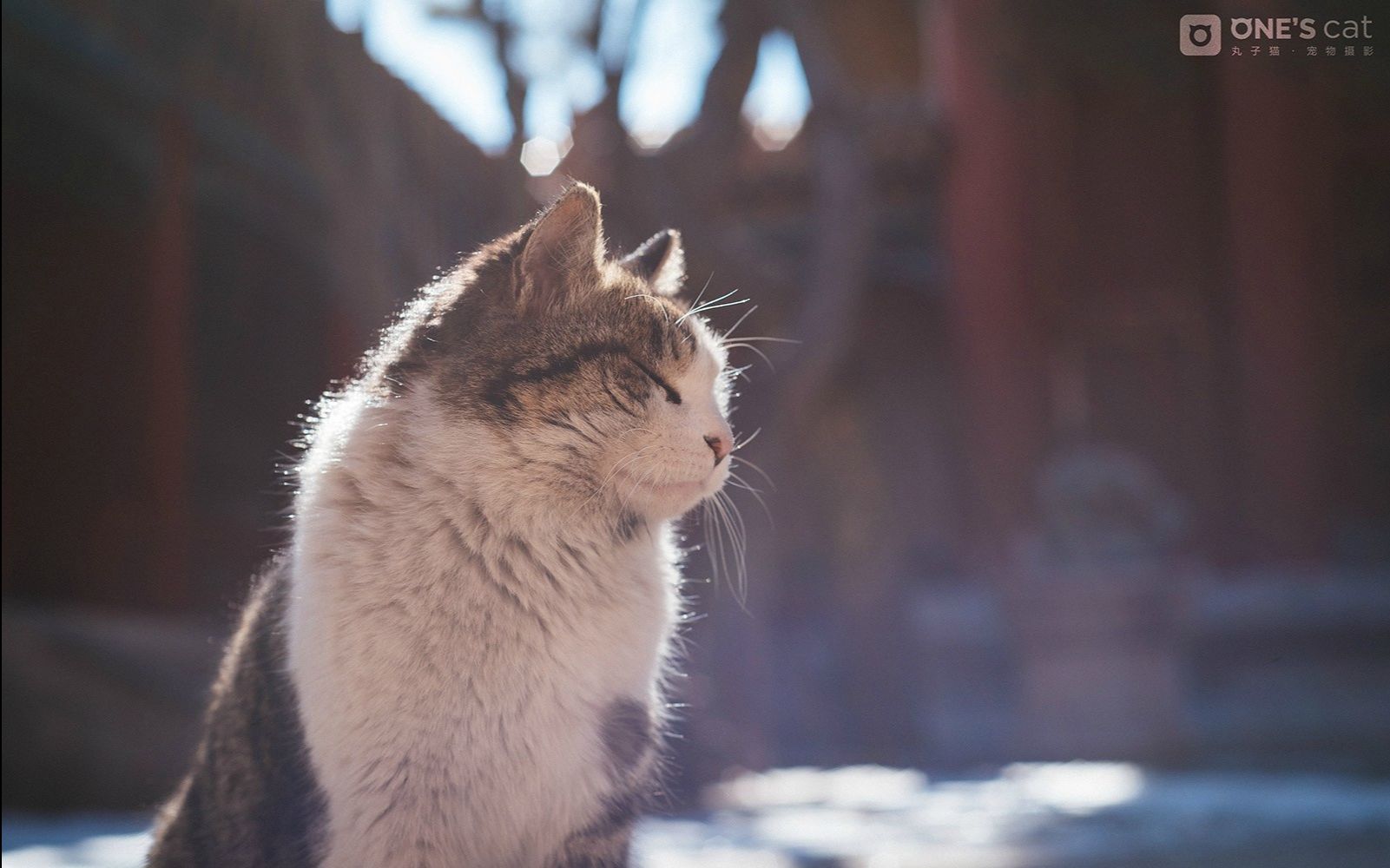 故宫的猫o61ェ61m