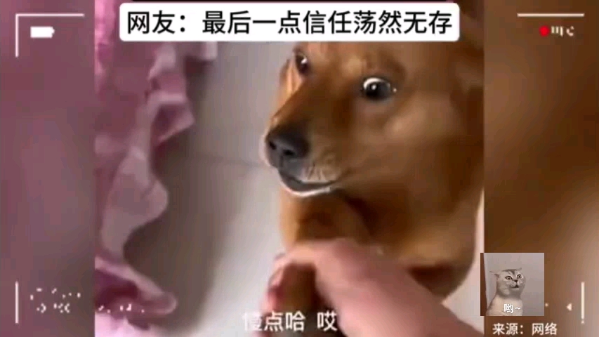 狗狗生气不理人 男子主动道歉 没想到是继续坑狗