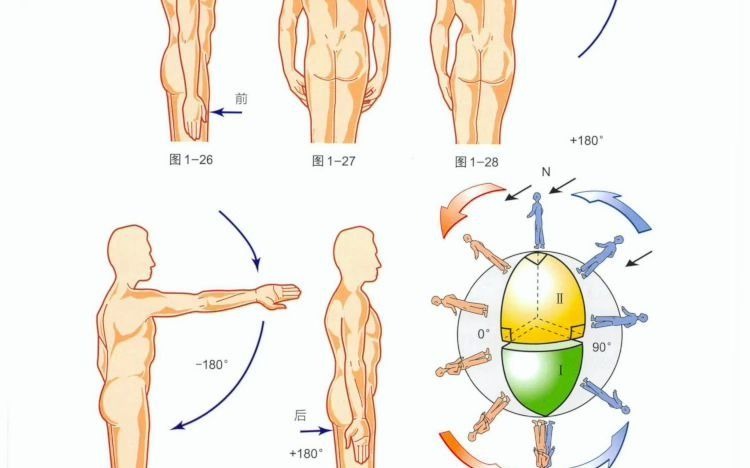 【骨关节功能解剖学】肩关节|科德曼悖论哔哩哔哩bilibili