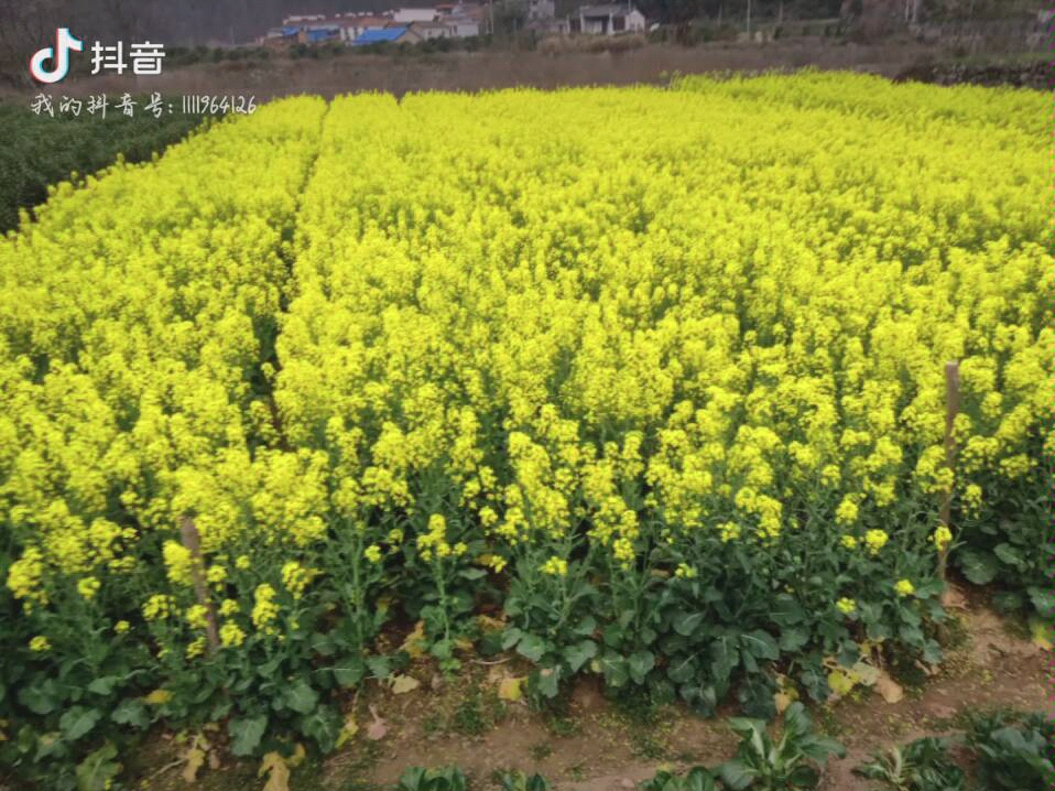 油菜花