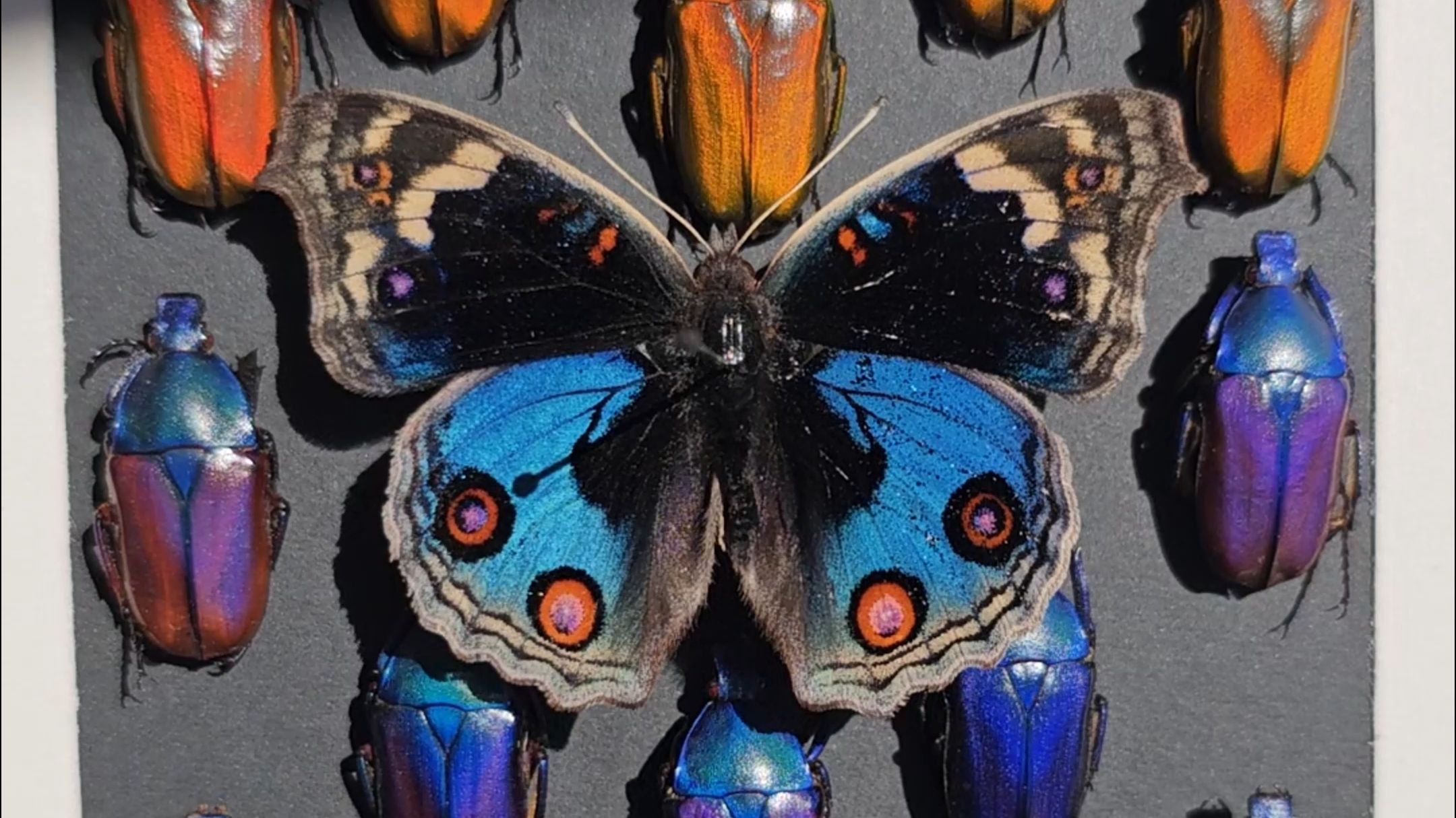 总喜欢在没有灵魂的东西上强加自己的灵魂#翠蓝眼蛱蝶#日伪阔花金龟