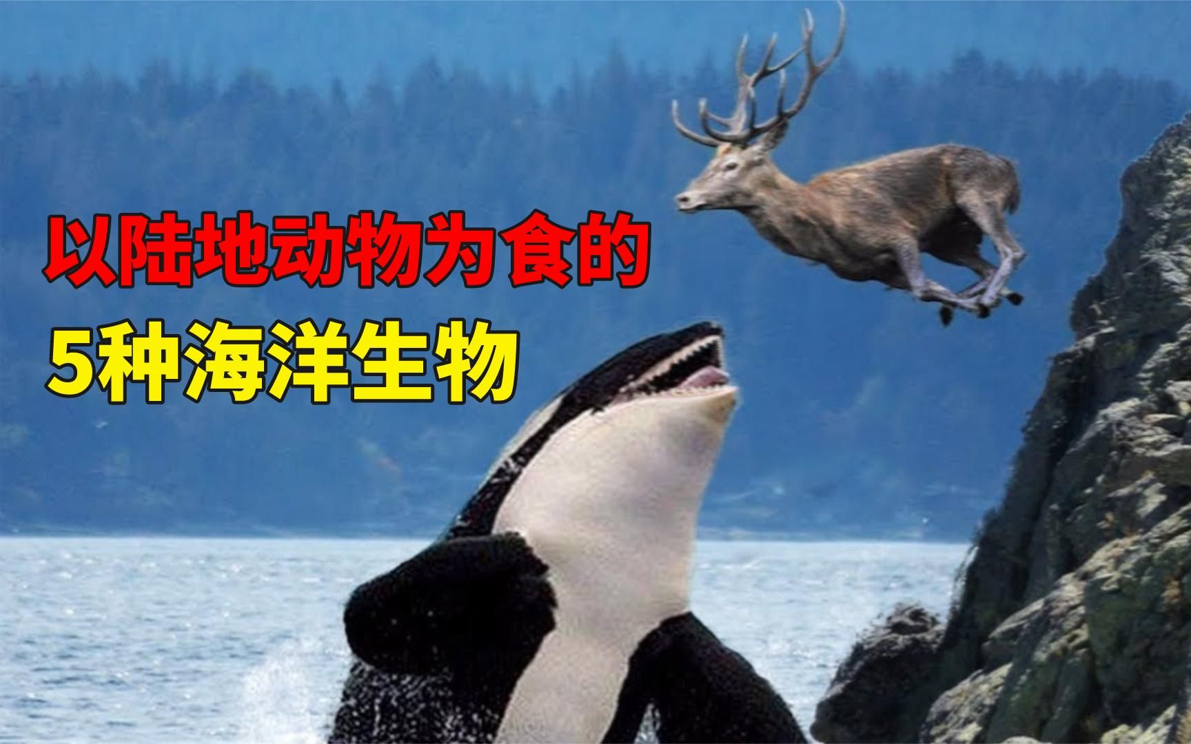 5种以陆地动物为食的海洋生物,北美洲虎鲸喜欢吃驼鹿