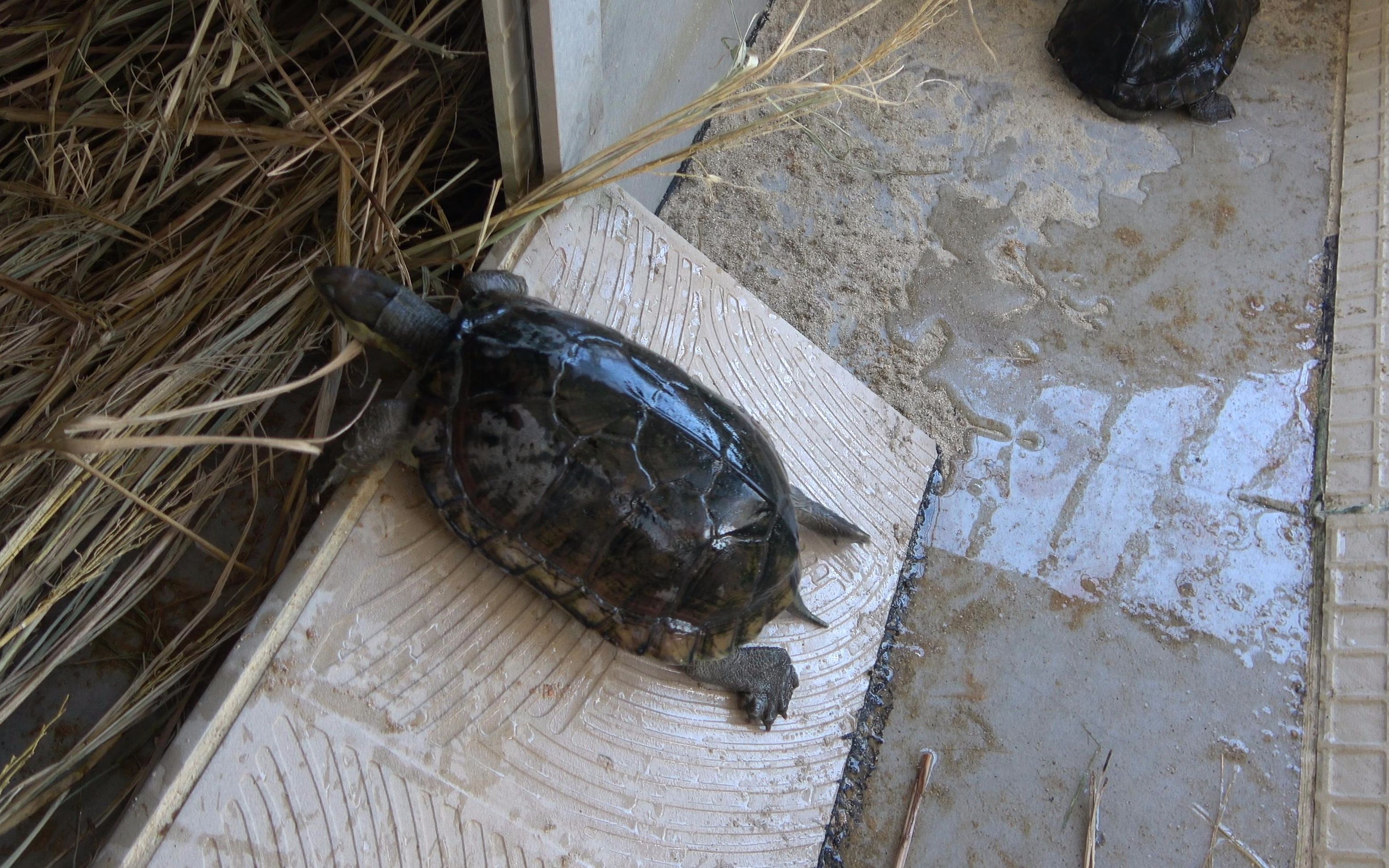 天气凉了,老林拿些稻草回家给乌龟冬眠,刚放好就有一只钻进去了