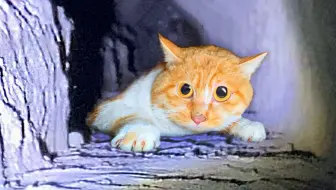 全b站第一个靠救猫上电视的up主 撒花 哔哩哔哩 Bilibili