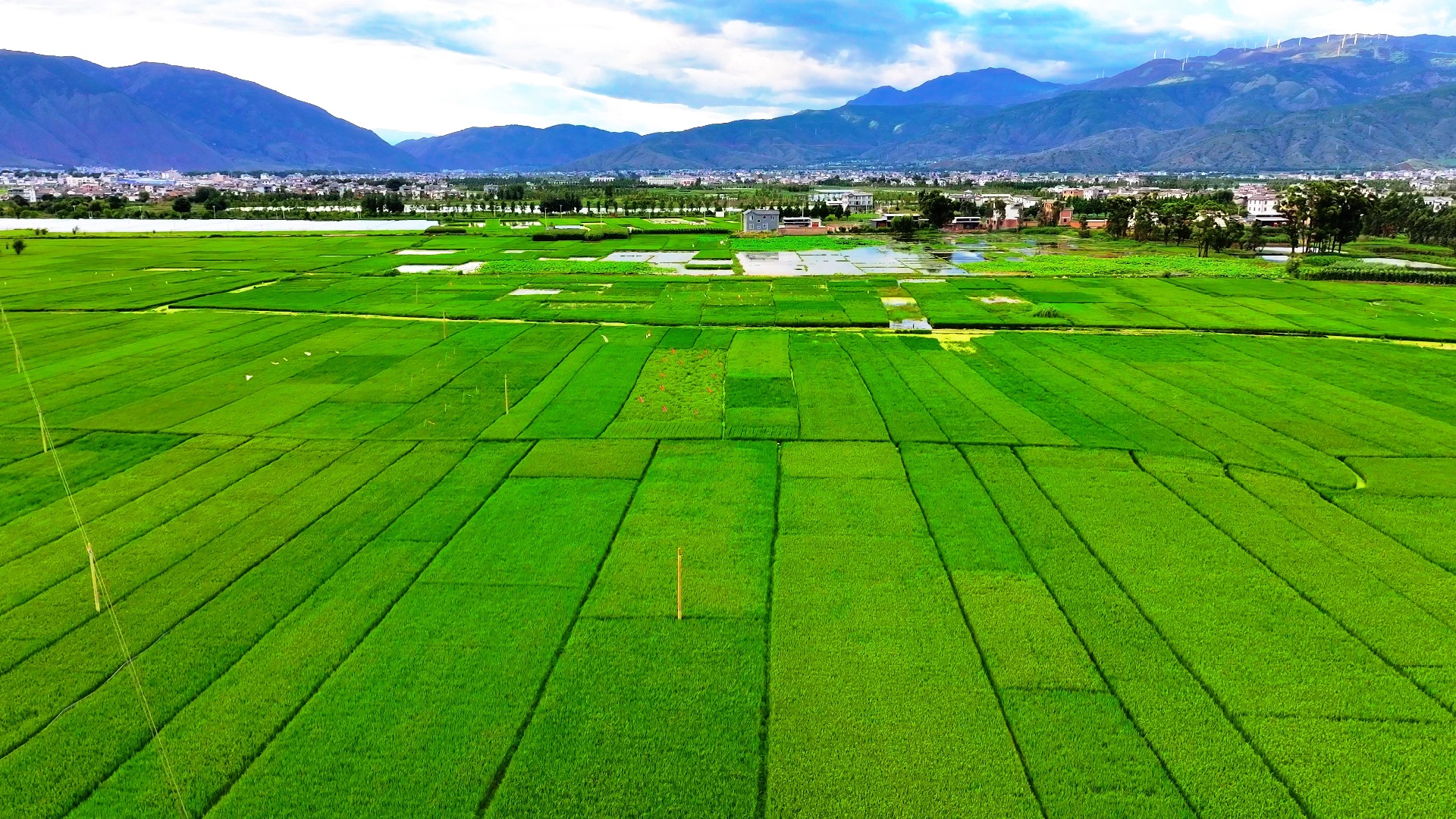 8月10日 洱源邓川稻田