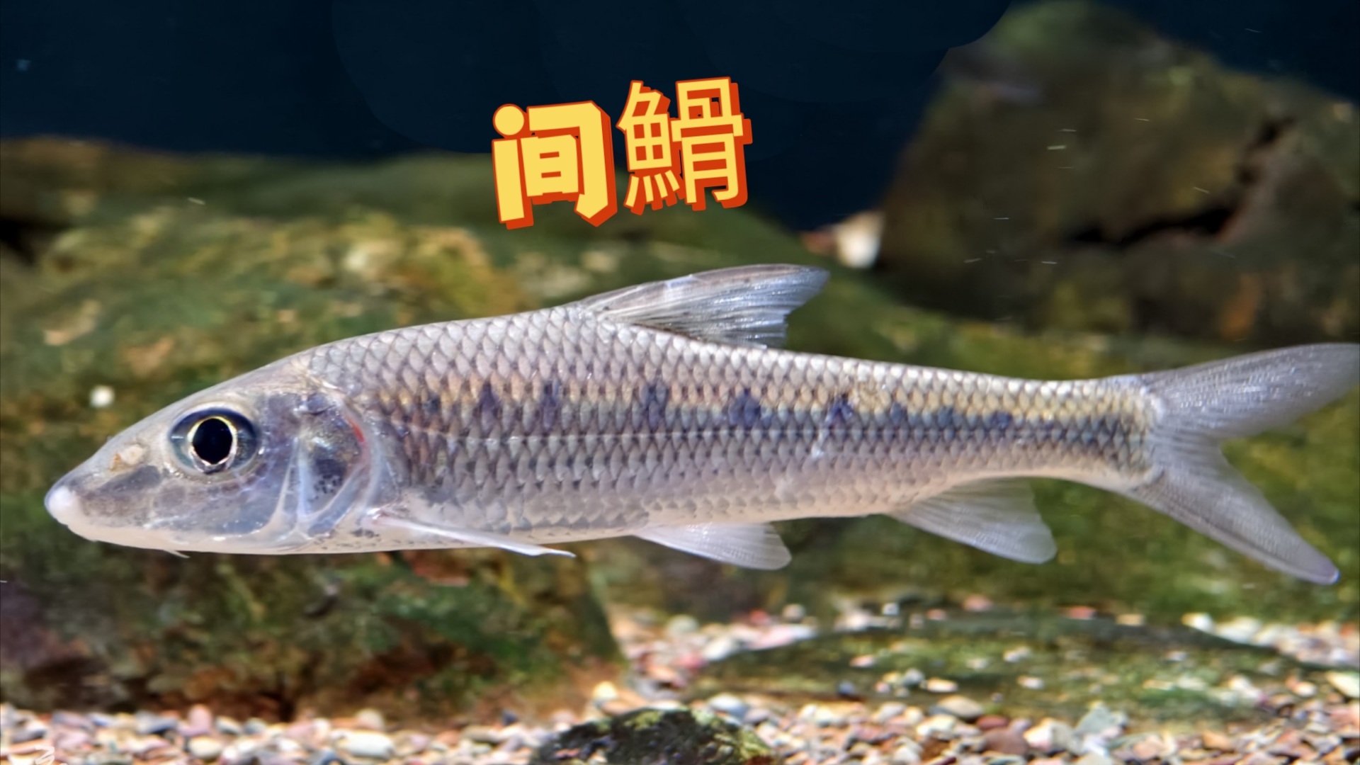 【原生鱼】间47 hemibarbus medius