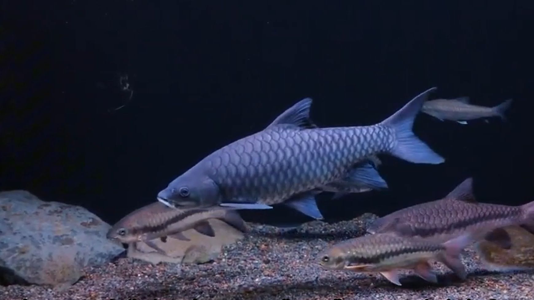 一斤价值1500元?忘不了鱼:淡水鱼身价天花板,究竟贵在哪?