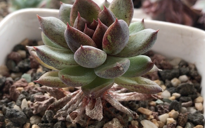 Echeveria Vulcanus錦 多肉植物 - その他