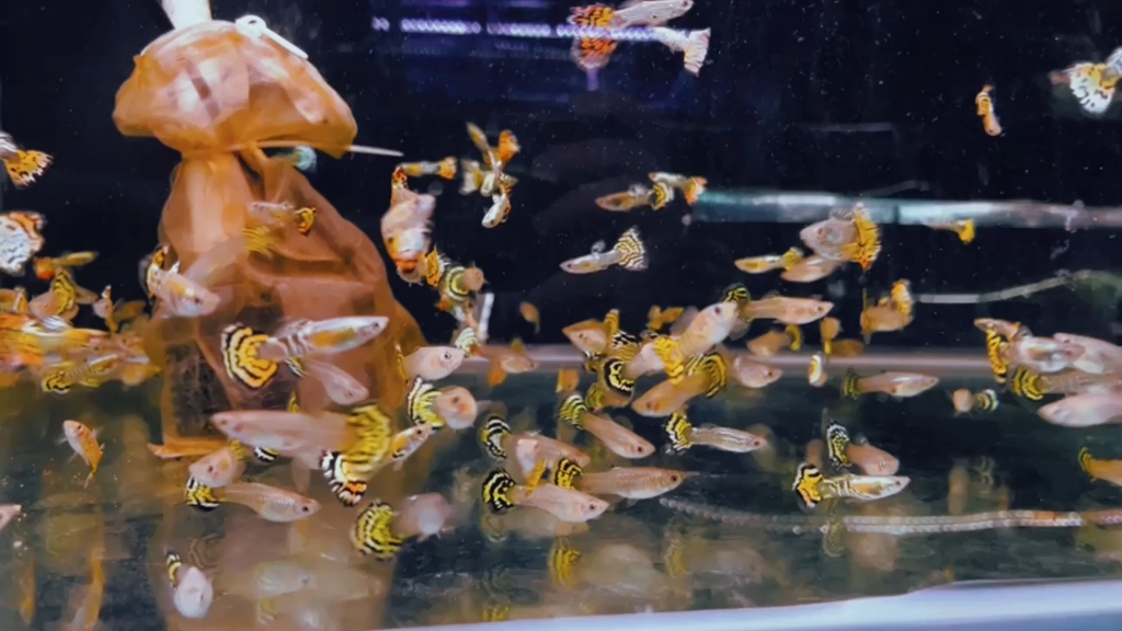 黄老虎孔雀鱼 居家养鱼