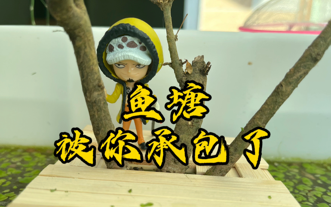 这个鱼塘,被你承包了