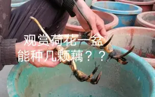 Download Video: 观赏荷花一盆能种几颗藕？？  口径50厘米以下种一颗。60以上一米以下推荐种一颗，想种两颗要么种同一个品种，要么种两颗长势差不多的，最好是能隔断