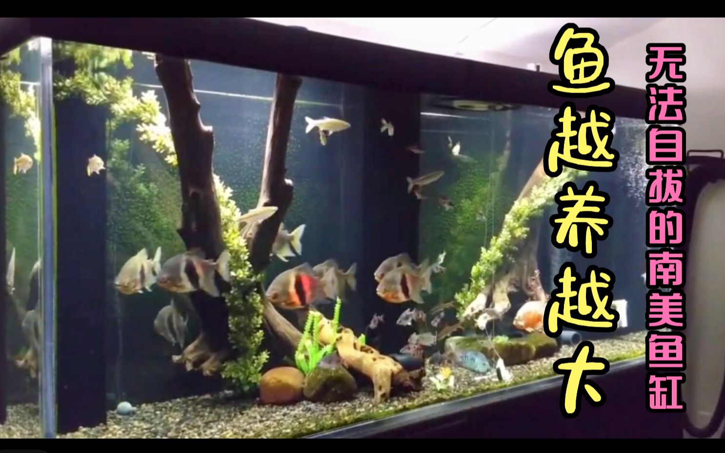 鱼越养越大缸永远都觉得小无法自拔的南美鱼缸