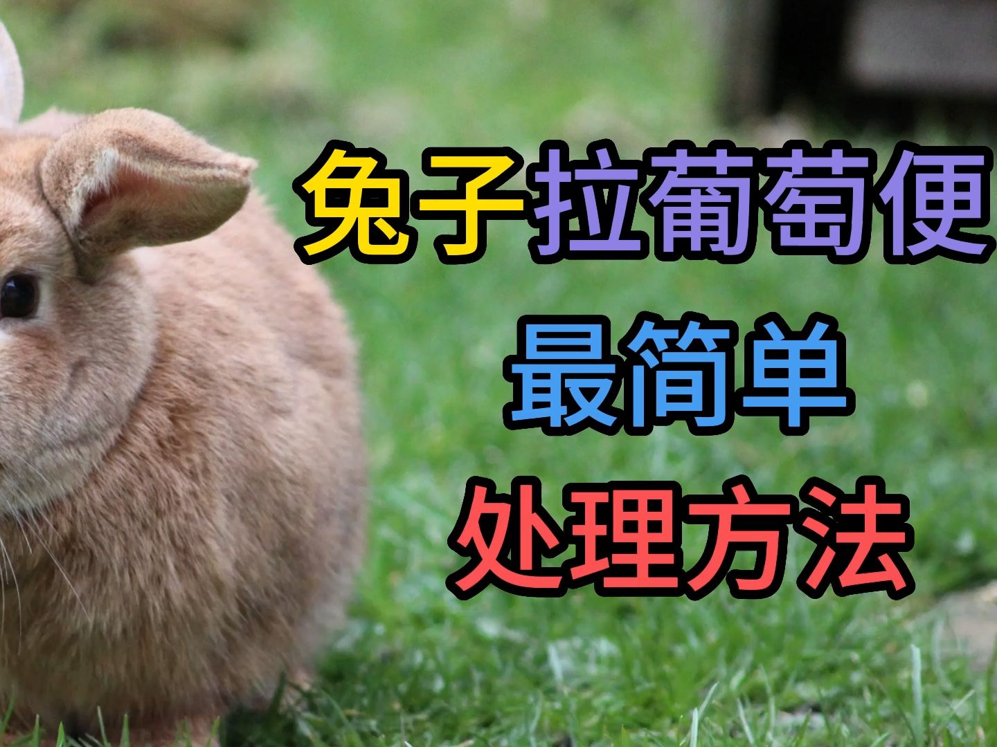 兔子拉葡萄便最简单处理方法