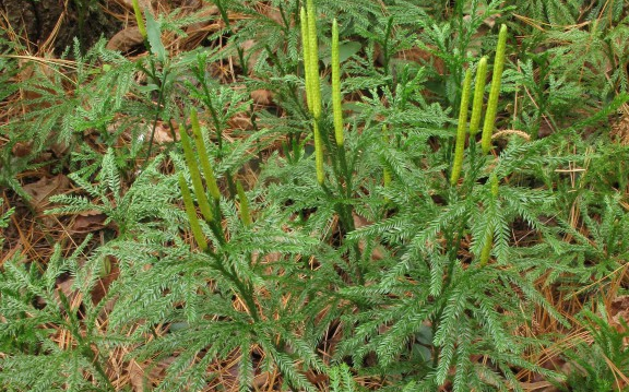 石松目_哔哩哔哩_bilibili