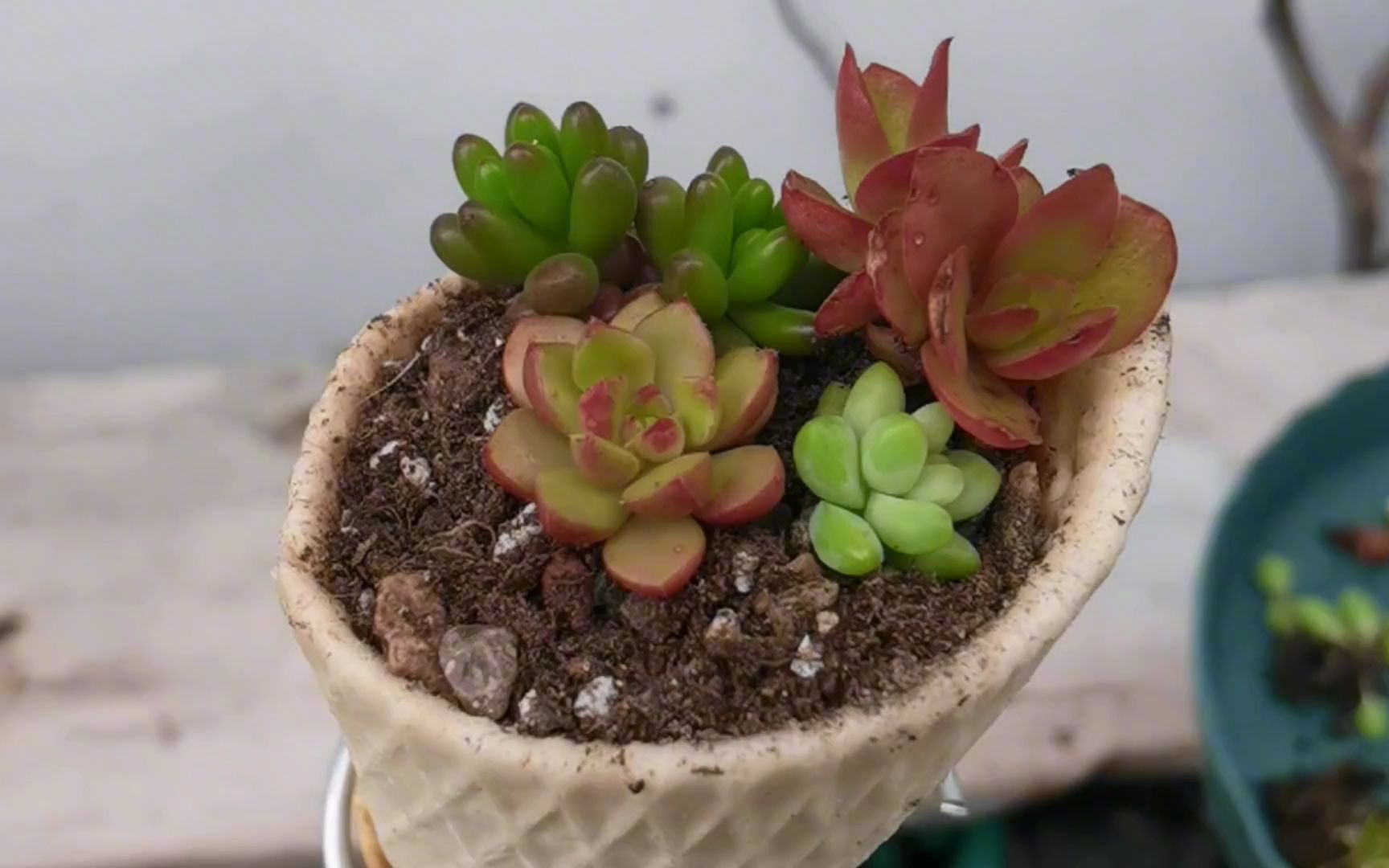 自制冰淇淋多肉盆栽,网友:收到这个盆栽直接放冰箱还是阳台