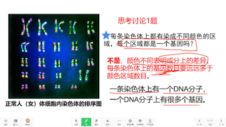 [图]生物八下7.2.2基因在亲子代间的传递