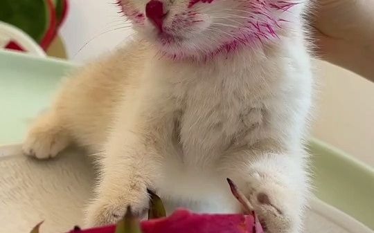 当猫咪偷吃了火龙果后